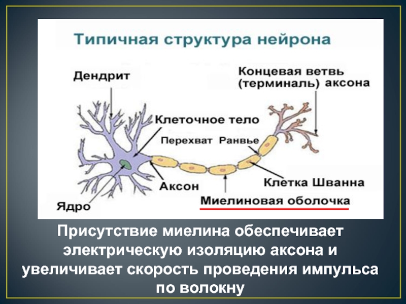 Сайт аксона череповец. Перехват Ранвье функции нейрона. Аксон миелиновая оболочка. Строение нейрона перехват Ранвье. Миелиновая оболочка нейрона.
