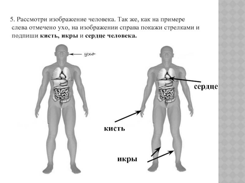 Анатомия человека впр. Рассмотри изображение человека. Строение тела человека ВПР. Рассмотрим изображение человека покажи стрелками. Рассмотри изображение человека ВПР.