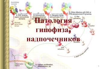 Эндокринопатии. Патология гипофиза, надпочечников