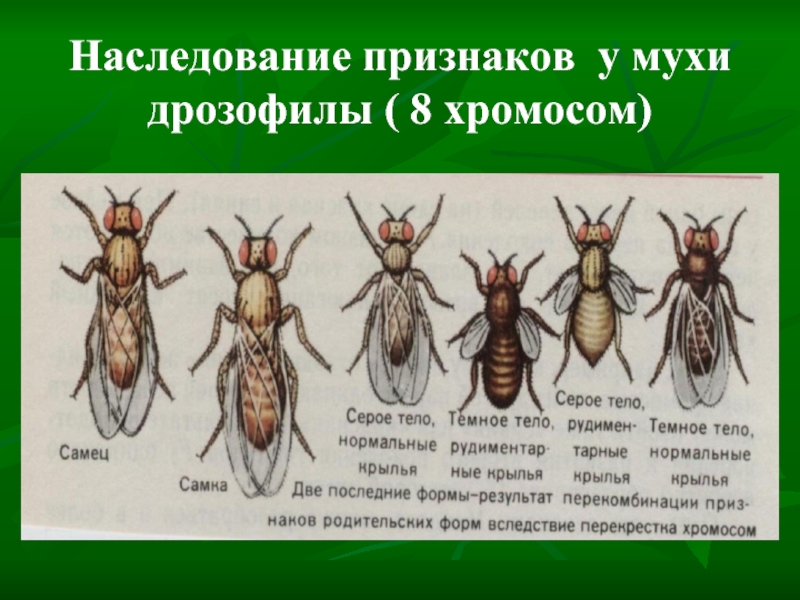 У мух есть пол. Сцепленное наследование мухи дрозофилы. Мухи дрозофилы генетика. Мутационная изменчивость примеры дрозофилы. Наследование пола у мушек дрозофил.