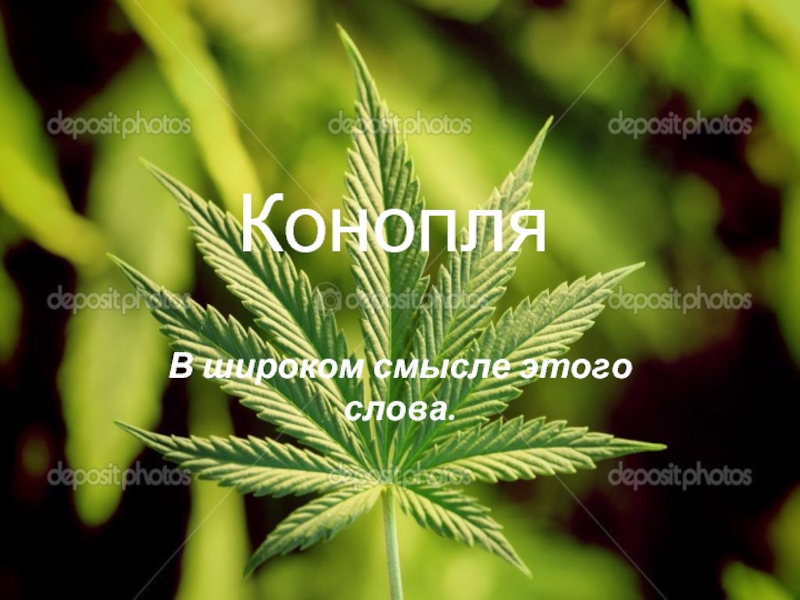 У кого есть картинки конопля марихуана закон в казахстане