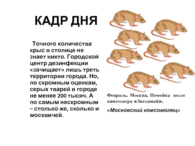 Какой тип развития характерен для серой крысы. Серой крысы численность. Сколько крыс получается. Количество крыс на человека.