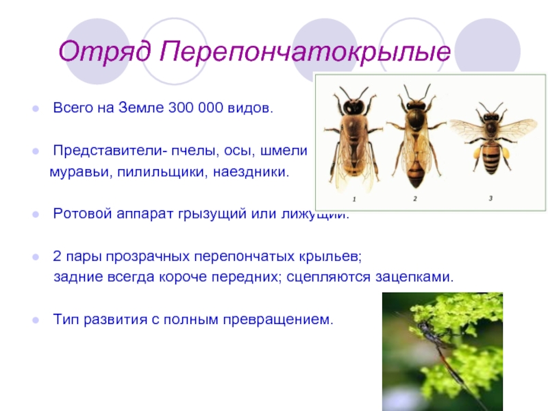 Класс насекомые пчелы и муравьи презентация 7 класс