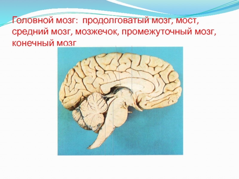 Продолговатый промежуточный мозг. Конечный мозг промежуточный мозг средний мозг. Промежуточный мозг продолговатый мозг средний мозг мост. Промежуточный мозг 2) продолговатый мозг 3) мозжечок. Продолговатый средний промежуточный мозг.