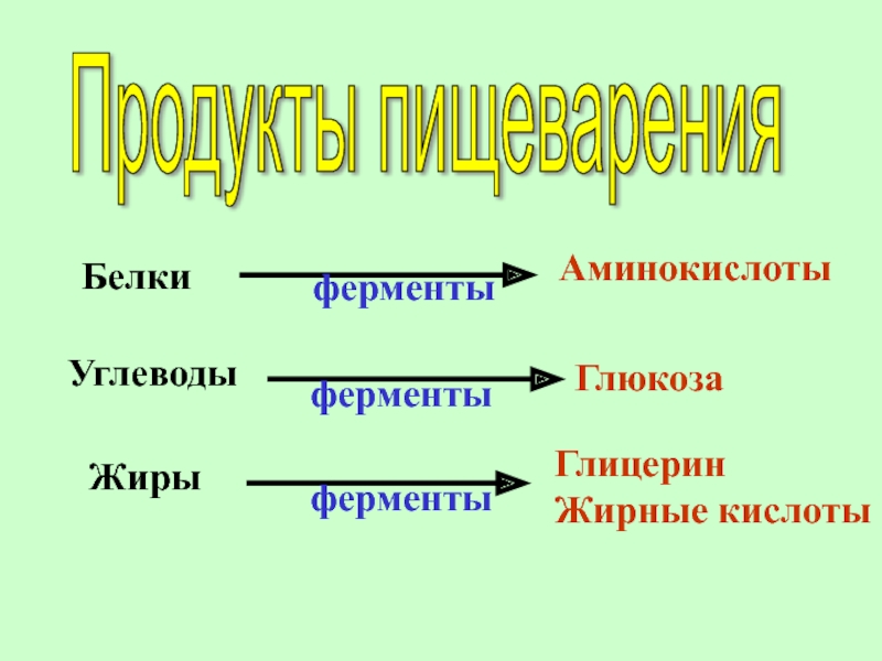 Пищеварительные белки. Жиры ферменты. Белки аминокислоты углеводы Глюкоза жиры. Белки - аминокислоты углеводы - Глюкоза жиры глицерин. Белки аминокислоты жиры жирные кислоты схема.