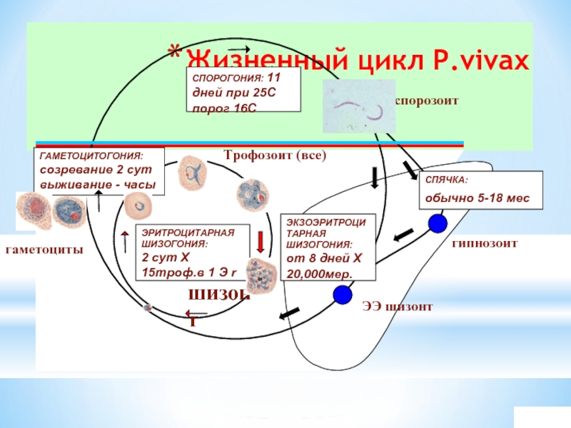 Жизненный цикл возбудителя. Цикл развития плазмодия Вивакс. Цикл развития Plasmodium Vivax. Plasmodium Vivax жизненный цикл. Стадии жизненного цикла малярийного плазмодия.