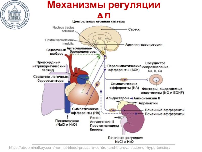 Схема регуляции артериального давления