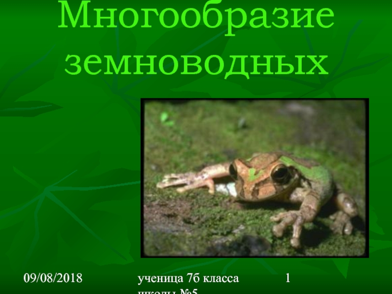 Презентация по теме земноводные 8 класс. Многообразие земноводных. Многообразие земноводных фото. Многообразие земноводные 7 класс. Образ жизни земноводных презентация.