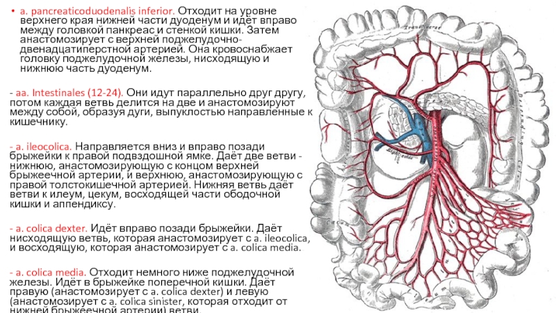 Верхняя брыжеечная артерия анатомия