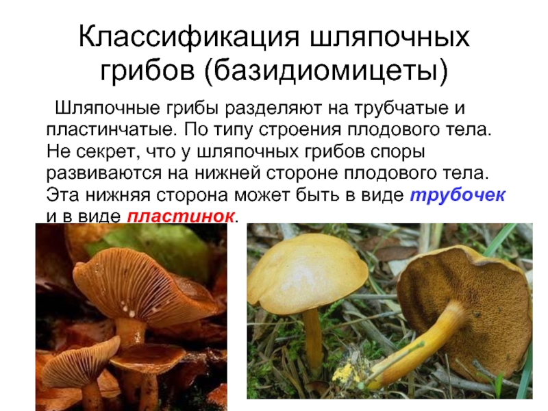В чем сходство и различие шляпочных грибов. Шляпочные грибы трубчатые и пластинчатые. Отдел базидиомицеты Шляпочные грибы. Шляпочные грибы классификация. Плодовое тело базидиомицетов.