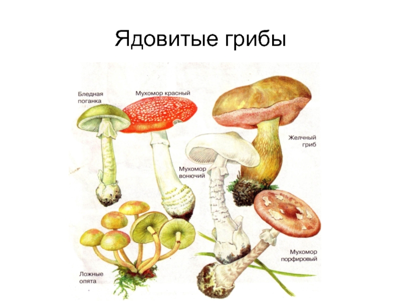 Ядовитые грибы в ростовской области фото и описание