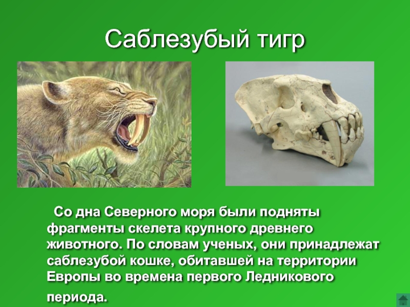 Саблезубый тигр    Со дна Северного моря были подняты фрагменты скелета крупного древнего животного. По