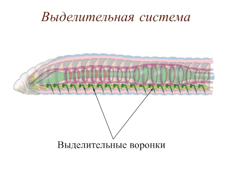 Строение пищеварительной системы червя. Выделительная система круглых червей. Выделительная кольчатых червей. Выделительная система дождевого червя. Кольчатые черви строение нервной системы.