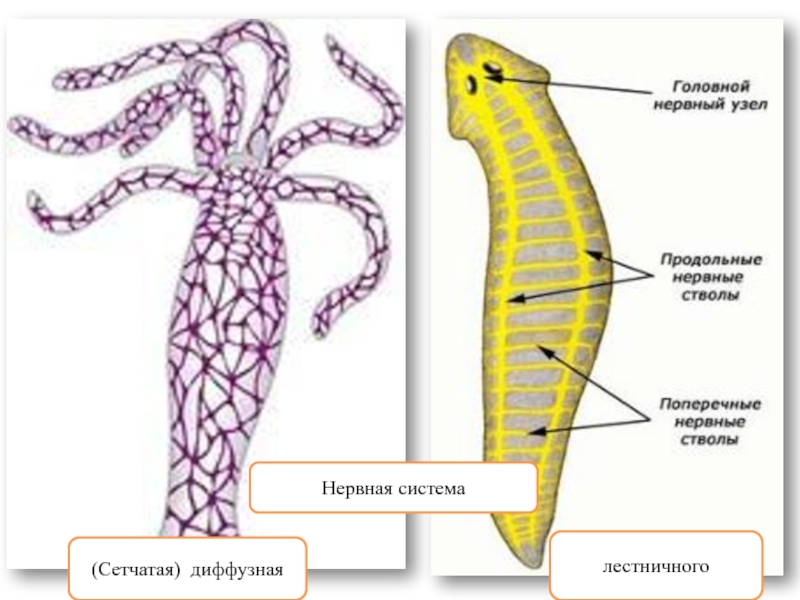 Представители диффузной нервной системы. Диффузная нервная система гидры. Нервная система диффузного типа у кишечнополостных. Гидра нервная система диффузного типа. Диффузная нервная система кишечнополостных.