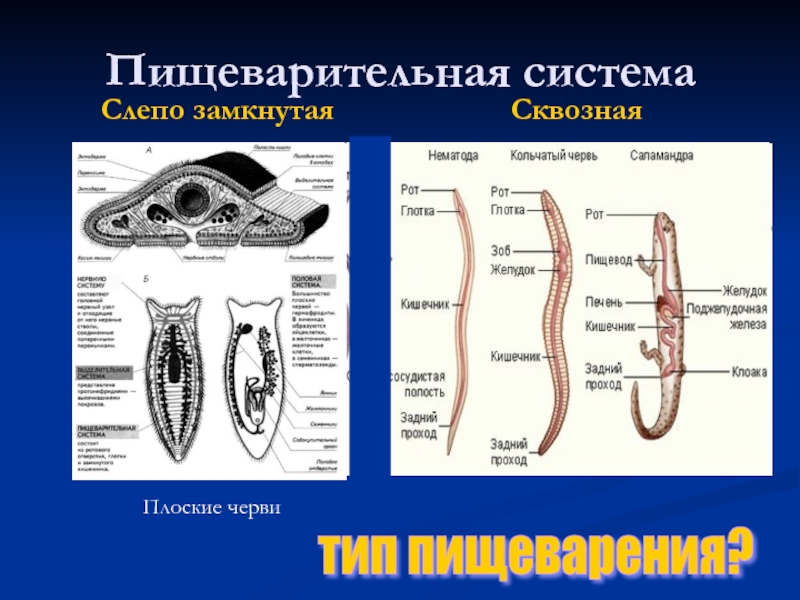 Какого типа нервная система у планарии