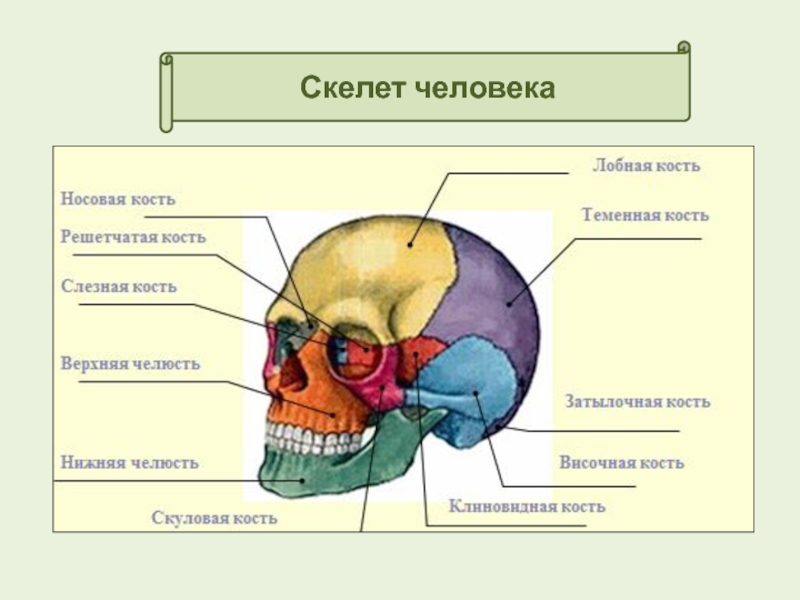 Лобная отдел скелета. Скелет головы решетчатая кость. Скелет головы человека решетчатая кость. Скелет человека соединение костей скелет головы. Височная кость на скелете.
