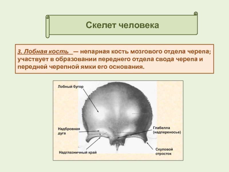 Парные кости мозгового отдела черепа человека