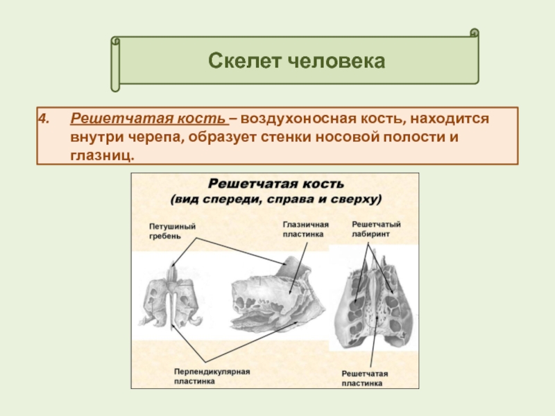 Кости имеющие воздухоносные пазухи. Решетчатая кость воздухоносная. Воздухоносные кости (решетчатая кость) таблица. Решетчатая кость на скелете. Воздухоносные кости решетчатая кость.