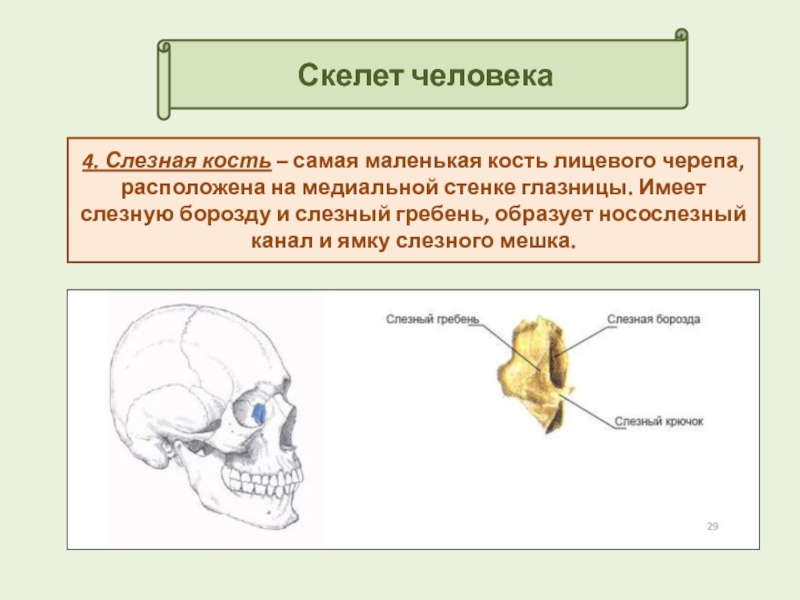 Где самая маленькая косточка