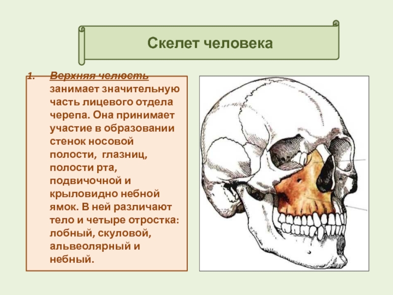 Лицевой скелет черепа. Лицевой отдел черепа верхняя челюсть.