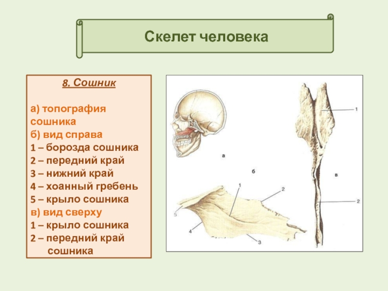 Сошник анатомия