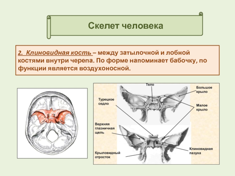 Клиновидная кость. Воздухоносные ячейки клиновидной кости. Строение клиновидной кости кт. Клиновидная кость Скат. Клиновидная кисть аномалия.