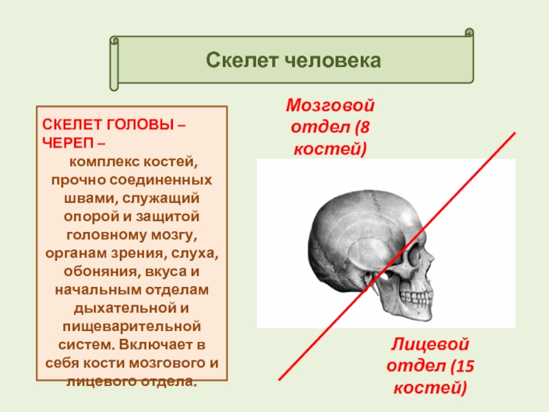 Какие кости самые крепкие. Скелет головы. Череп представляет собой комплекс костей. Самая прочная кость на голове. Какими костями защищен головной мозг.