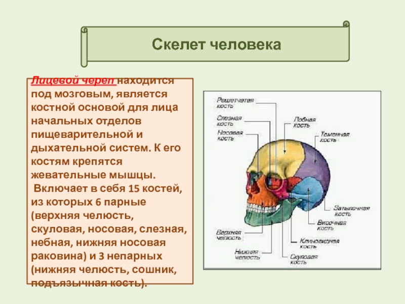 Соотношение мозгового и лицевого черепа. Функции лицевого черепа. Какие органы находятся в черепе. Какие органы располагаются в черепной коробке человека.