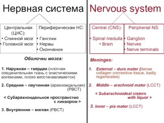 Нервная система