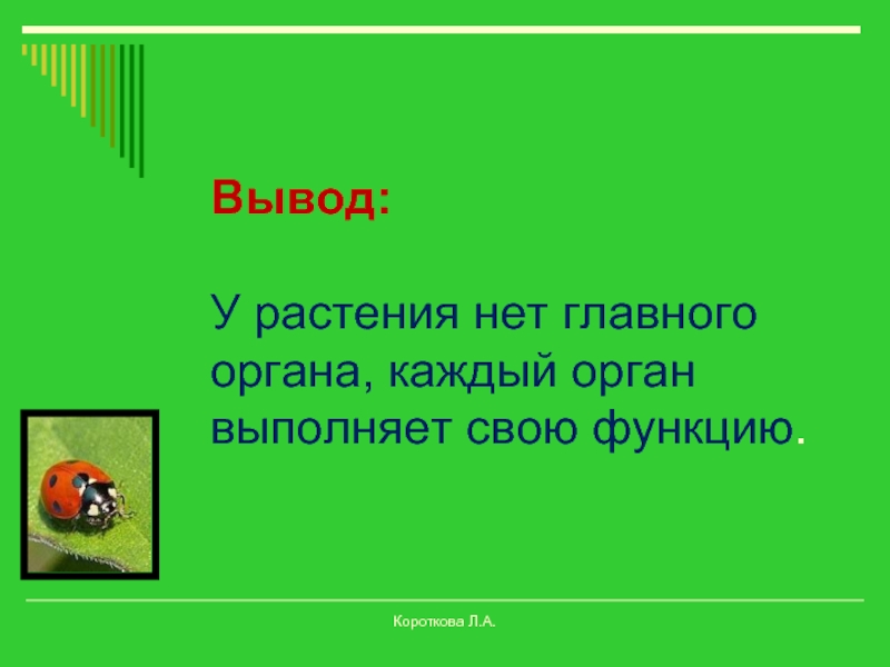 Презентация по биологии 6 класс организм единое целое