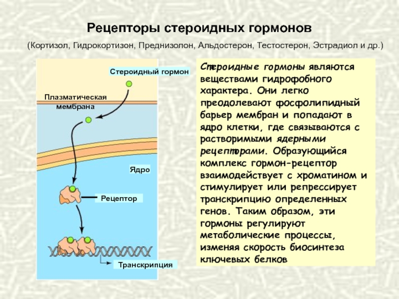 Схема действия стероидных гормонов