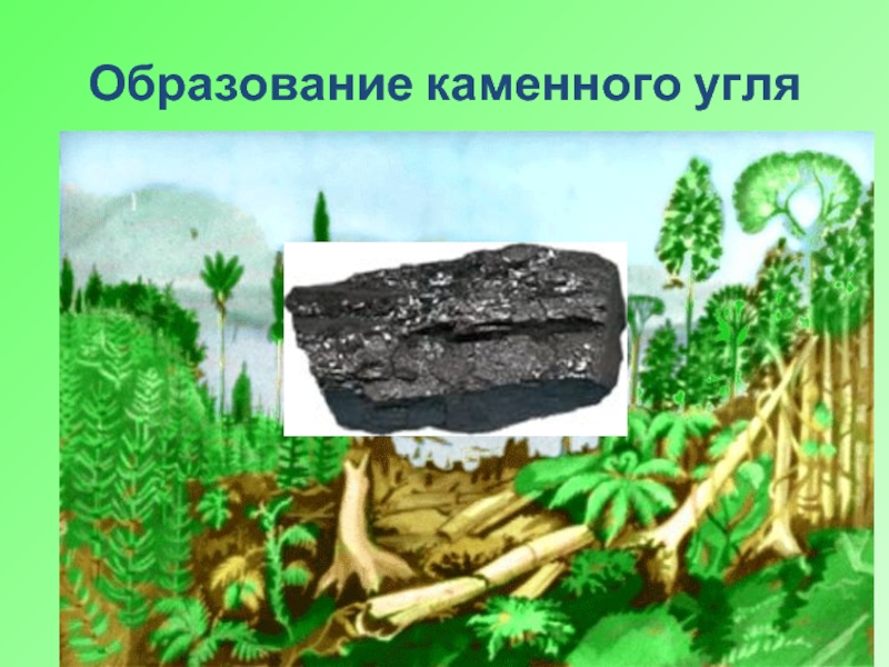 Образование каменного угля 5. Образование каменного угля 5 класс. Папоротникообразные образование каменного угля. Каменный уголь происхождение. Как образовался каменный уголь.