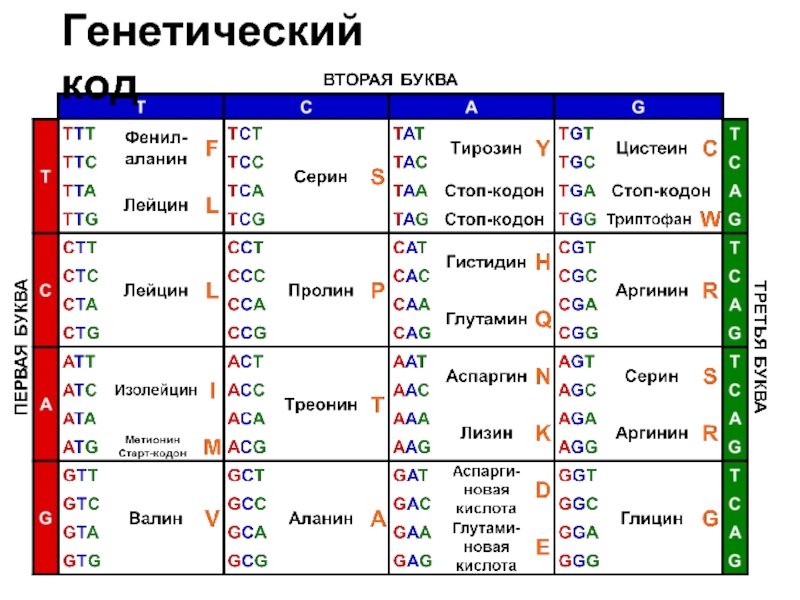 Кодоны человека. Генетический код. Генетический код это простыми словами. Треонин генетический код. Второй генетический год.