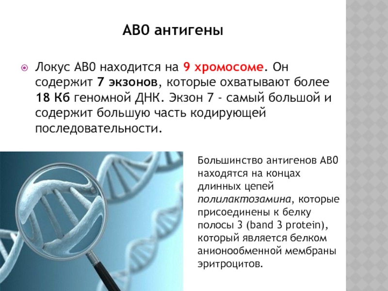 Основные группы антигенов. Антигены ав0. Антиген 0. Локус это в генетике. В локусе 9 хромосом.