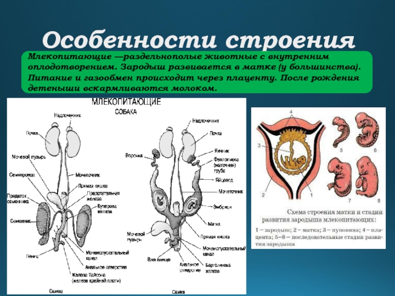 Зарисуйте схему того как происходит развитие детеныша в матке у млекопитающих