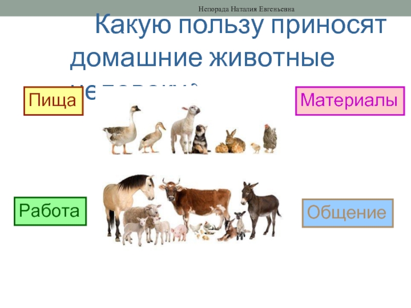 Что дают животные человеку. Какую пользу приносят домашние животные. Какую пользу приносят домашние животные человеку. Польза домашних животных. Какую пользу приносят животные людям.