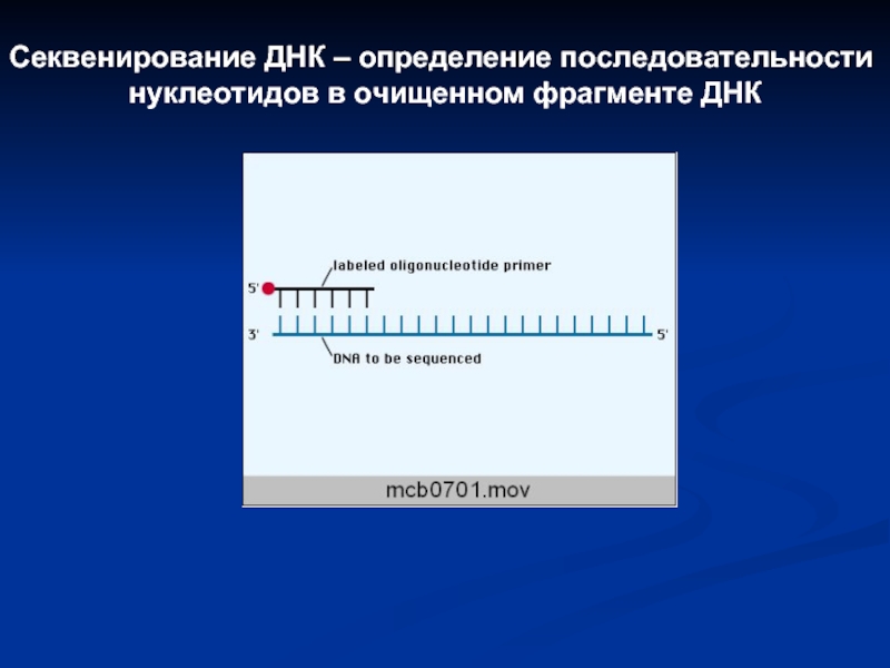 Секвенирование москва. Секвенирование нуклеотиды. Секвенирование ДНК. Секвенирование генетика. Секвенирование ДНК определение.
