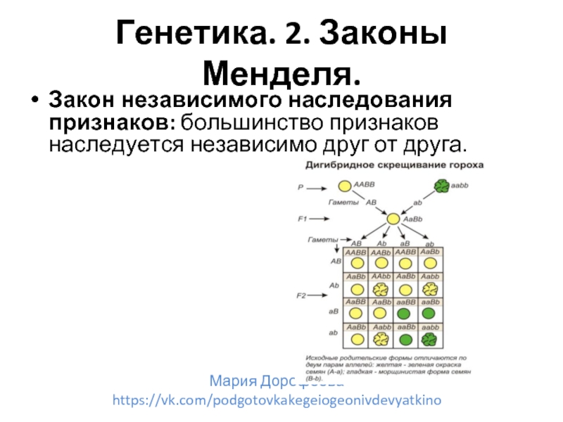 Законы независимого наследования признаков г менделя. 2 Закон Менделя закон независимого наследования. Второй закон Менделя генетика. 2 Закон Менделя генетика. Генетическая запись 2 закона Менделя.