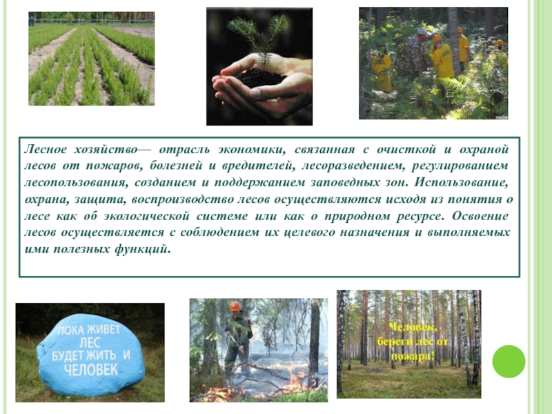 Защита лесов мероприятия. Охрана и защита леса. Отрасли лесного хозяйства. Меры по охране и защите лесов. Охрана защита и воспроизводство лесов.