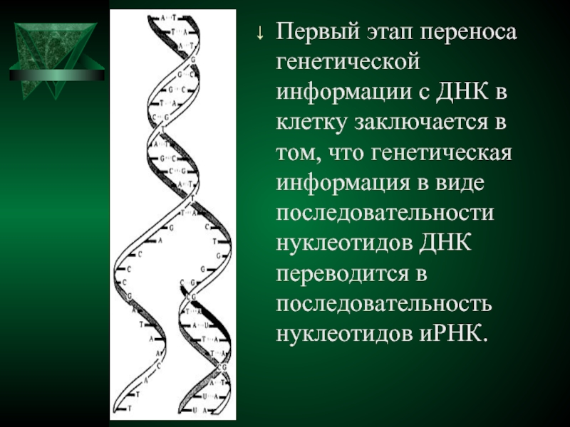 Наследственный перенос. Этапы генетической информации. Виды переноса генетической информации. Буклет реализация генетической информации.