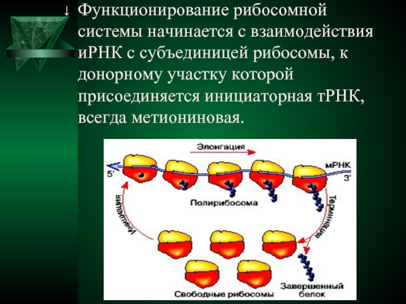 Синтез полипептидной цепи в рибосомах. Процесс синтеза белка на рибосомах. Рибосомальный этап биосинтеза белка. Донорный участок рибосомы это. Акцепторный участок рибосомы.