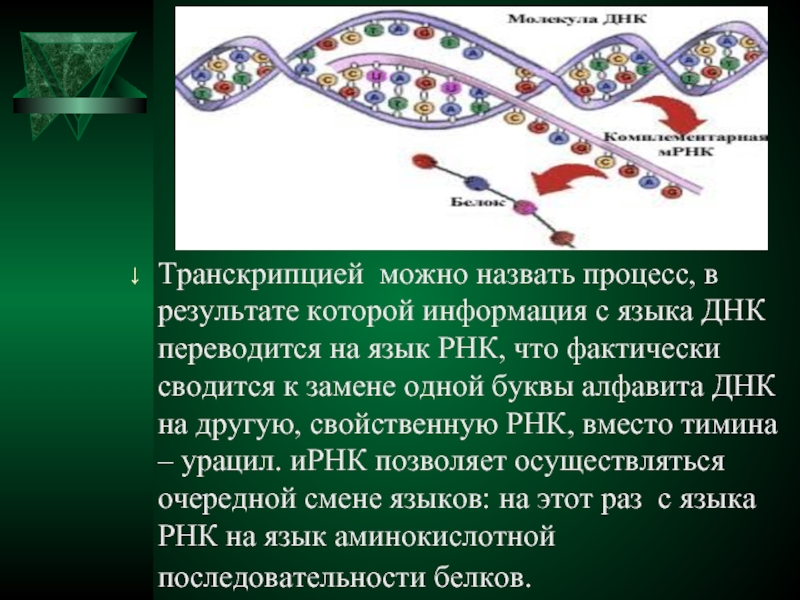Молекула рнк представлена. РНК представляет собой. Язык ДНК. ДНК И РНК. Процесс транскрипции ДНК результат.