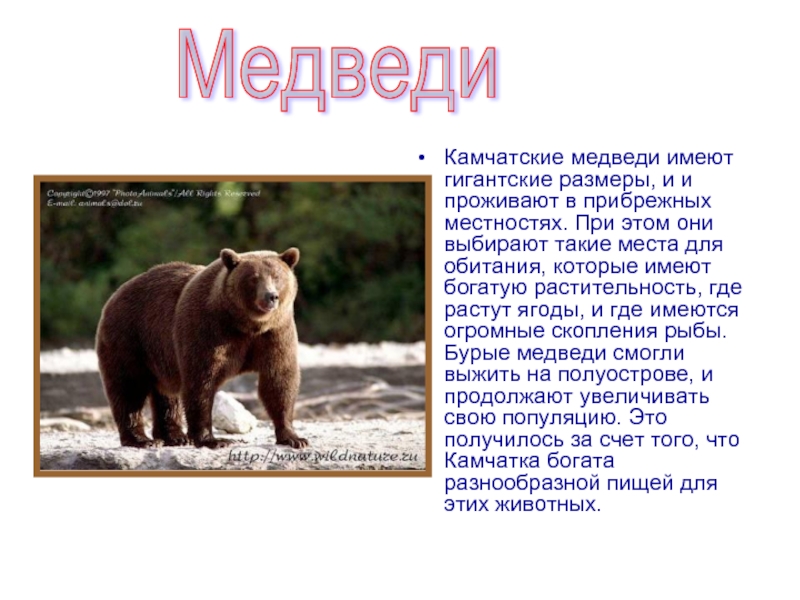 Сочинение по фотографии камчатский бурый медведь 5