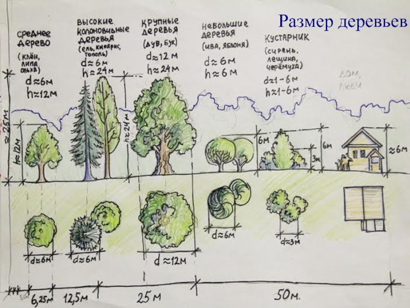 На рисунке изображены дерево и растущий рядом куст высота куста