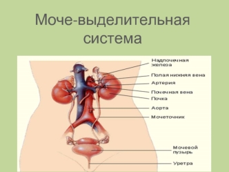 Мочевыделительная система