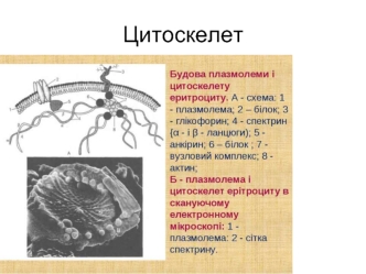 Цитоскелет