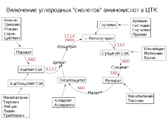 Катаболизм аминокислот