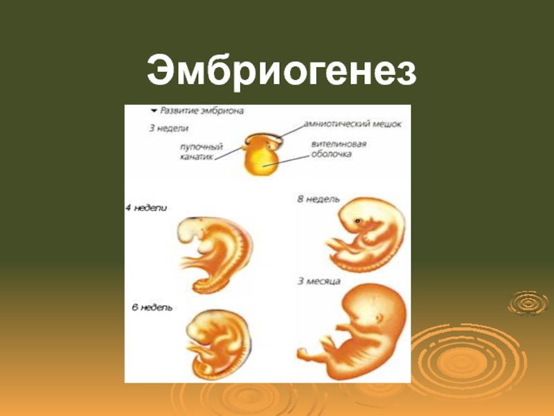 Процесс эмбриогенеза человека