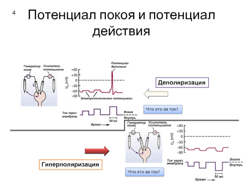 Потенциал покоя. Особенности потенциала покоя и потенциала действия.. Характеристика потенциала покоя. Фазы потенциала покоя. Гиперполяризация это в физиологии.