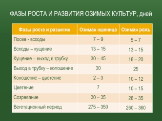 Фазы роста и развития озимых культур